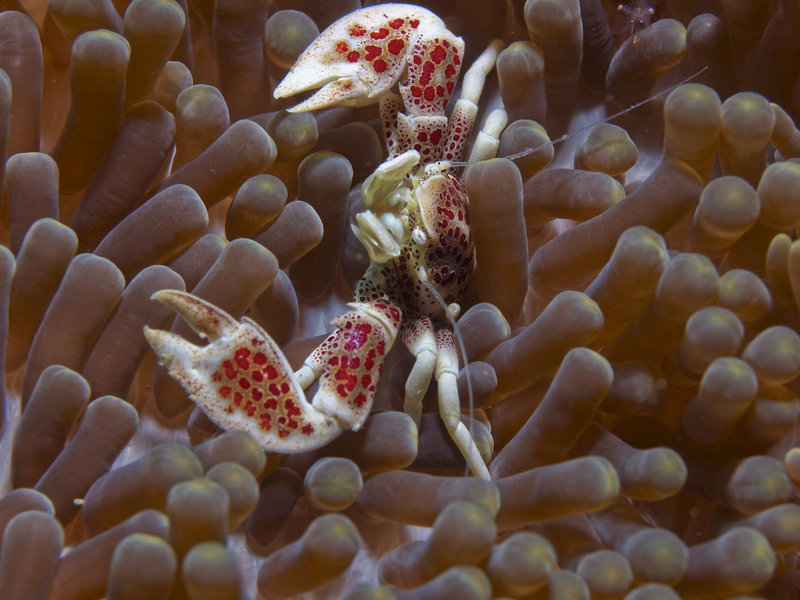 Porcelain Crab, Dugon Wall